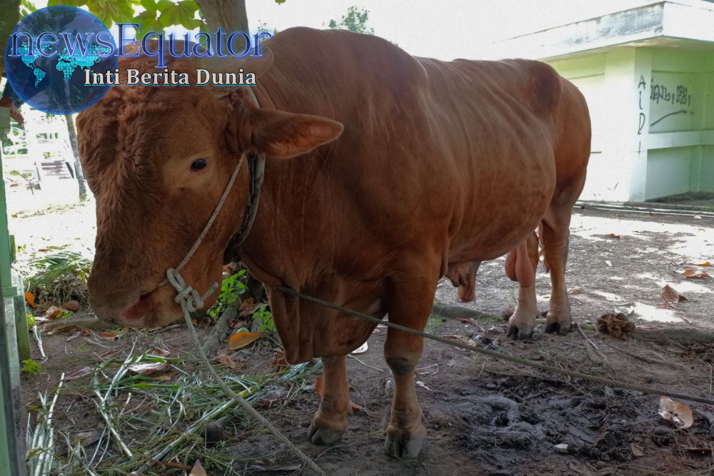 sapi kurban dewi perssik