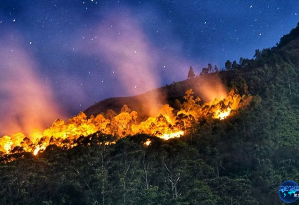 Ketegangan Memuncak, Jepang Lawan Kebakaran Hutan Terbesar