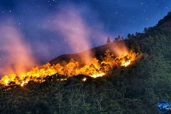 Ketegangan Memuncak, Jepang Lawan Kebakaran Hutan Terbesar